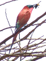 Carmine Bee-eater Carmine Bee-eater